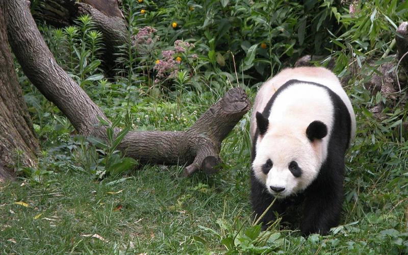 国宝熊猫图片壁纸-动物壁纸-高清动物图片-第10图-娟娟壁纸